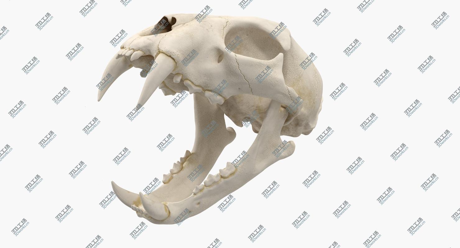 images/goods_img/202104091/Bengal Tiger Skull 3D/3.jpg